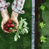 Kerti agrotextil 1,6 m x 50 m + 100 Plonos gombostű - zöld