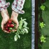 Kerti agrotextil 1,6 m x 50 m + 100 Plonos gombostű - zöld