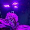 108 LED-es növénynövekedési lámpa, Gardlov 20440