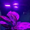 108 LED-es növénynövekedési lámpa, Gardlov 20440