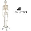 Human Skeleton - 170cm Malatec 22583