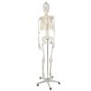 Human Skeleton - 170cm Malatec 22583