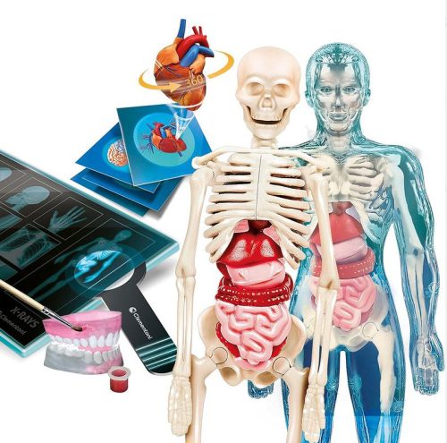 Tudományos móka Szuper Anatómia Lengyel Nyelv Clementoni 50919