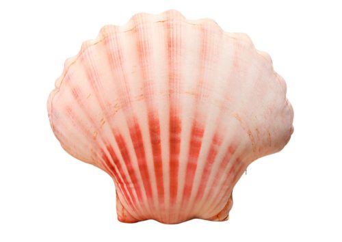 Kabala Plüss Kagyló Párna 50 x 40 cm