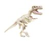 Tudományos szórakoztató fosszíliák T-Rex csontváz lengyel nyelven Clementoni 50858