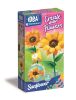 Idea Art kreatív készlet Mini Flower Factory Napraforgó Clementoni 18347