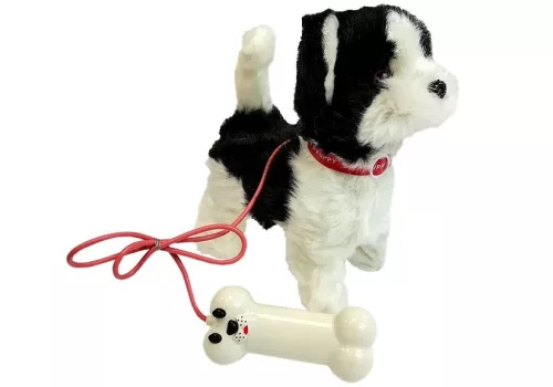 Pórázon lévő interaktív husky kutya