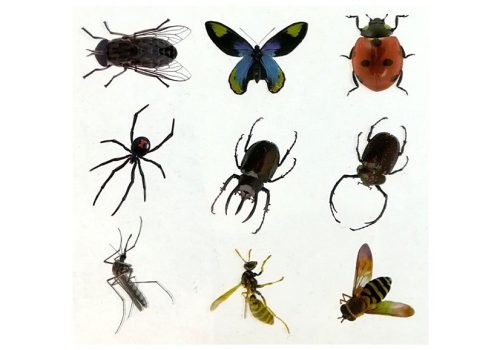 Őskori kreatív készlet borostyánszínű rovarok létrehozásához